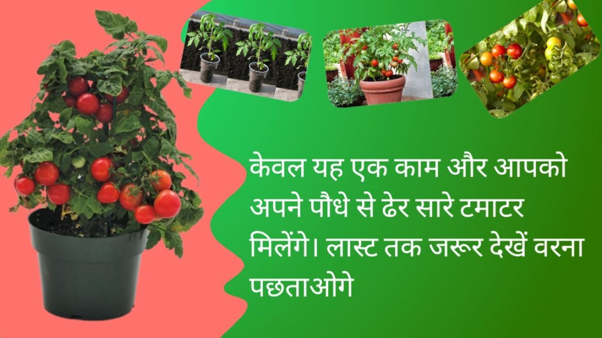 Tomato Plant Re-potting Guide :Tips for Healthy Growth #gardening #trending #viral #gardeningvideos