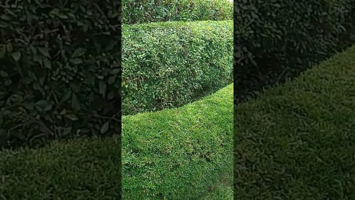 The Best Shrubs for Creating Hedges. Simple ideas #gardening #garden #viral