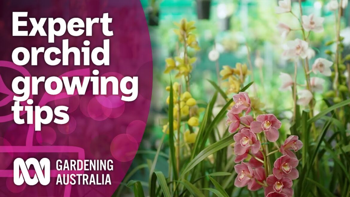 Meeting an orchid grower with a massive collection | Discovery | Gardening Australia Meeting an orchid grower with a massive collection | Discovery | Gardening Australia