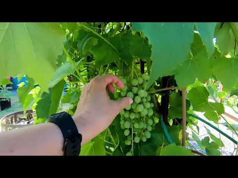 Garden Update End of July 2023 What happened in my garden while I was gone Garden Update End of July 2023 What happened in my garden while I was gone