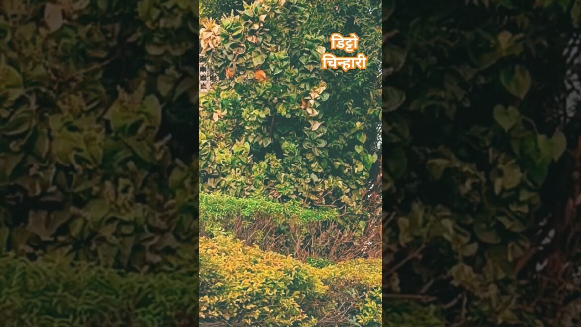 Baagon me bahar hai । बागो में बहार है । Ditto Chinhari । डिट्टो चिन्हारी।