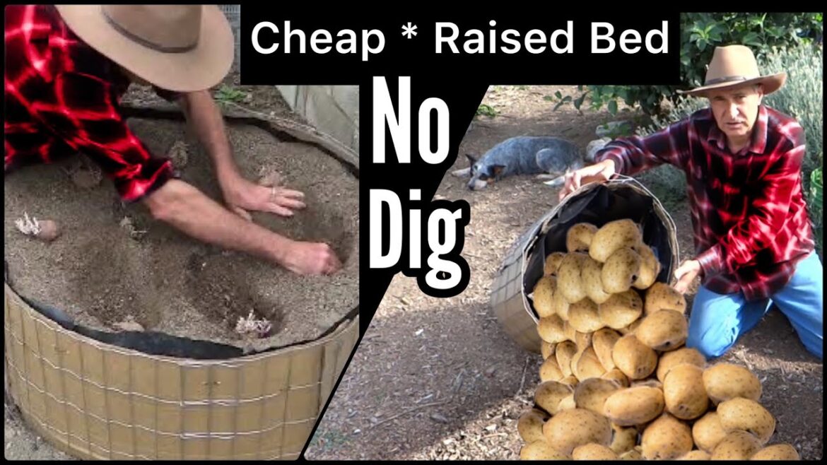 Grow Potatoes, How to make A CHEAP $2.75 Mini Raised Bed For No Dig Potato Harvest, Container Garden