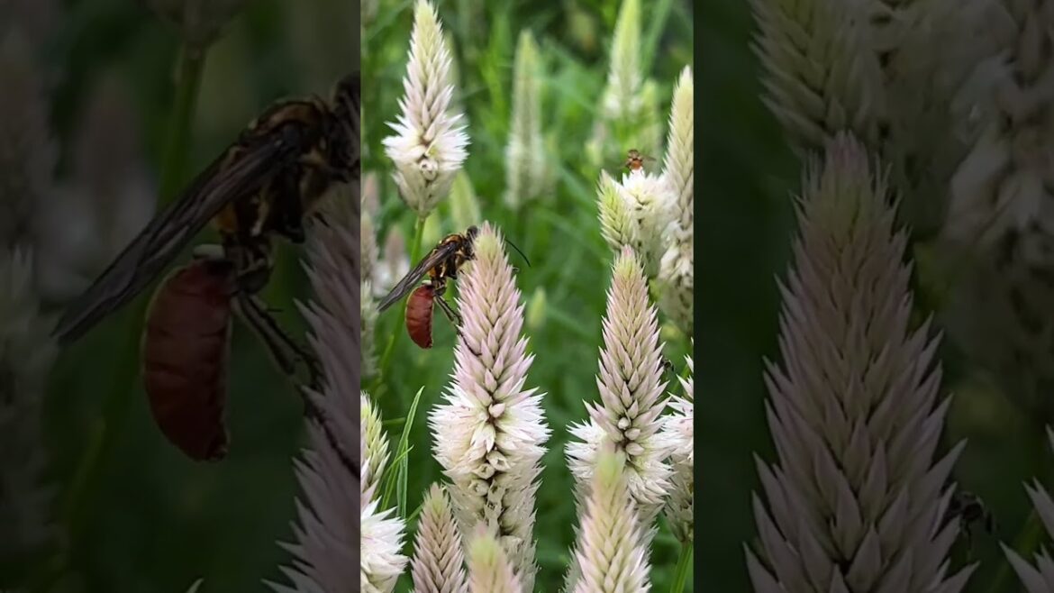 One of many types of wasp that patrols my gardens for caterpillars, sipping on nectar as she works