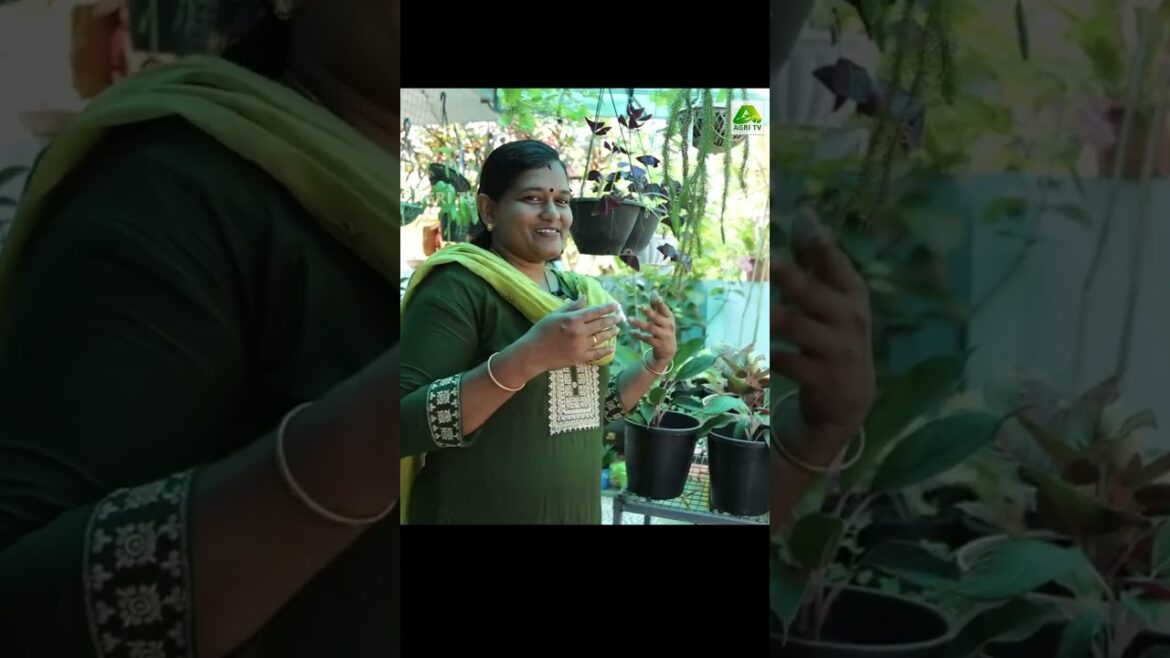 മുറ്റത്തും മട്ടുപ്പാവിലും പൂക്കൾ നിറഞ്ഞ ഒരു വീട്| Amazing Home Garden | Ajitha Pradeep, Thiruvalla മുറ്റത്തും മട്ടുപ്പാവിലും പൂക്കൾ നിറഞ്ഞ ഒരു വീട്| Amazing Home Garden | Ajitha Pradeep, Thiruvalla