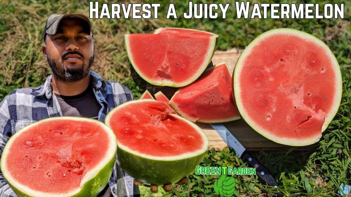 Watermelon Harvest -Tips for Red Juicy Crimson Sweet π #garden #watermelon Watermelon Harvest -Tips for Red Juicy Crimson Sweet π #garden #watermelon