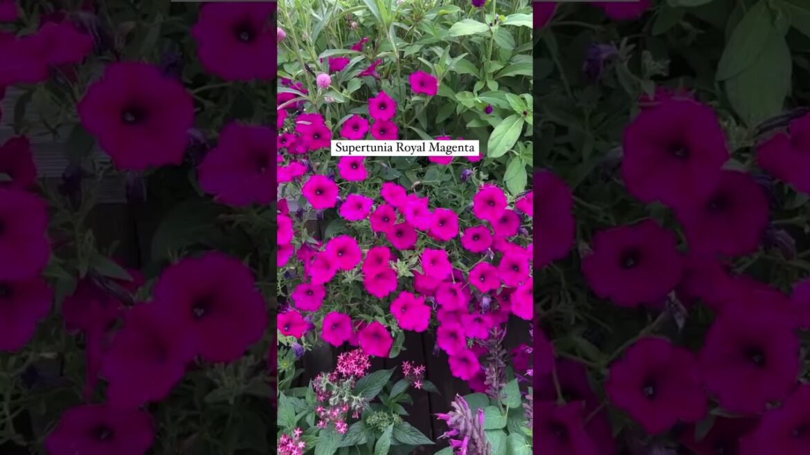 Get This Colorful Look! 🌺 #shorts #flowergarden Get This Colorful Look! 🌺 #shorts #flowergarden