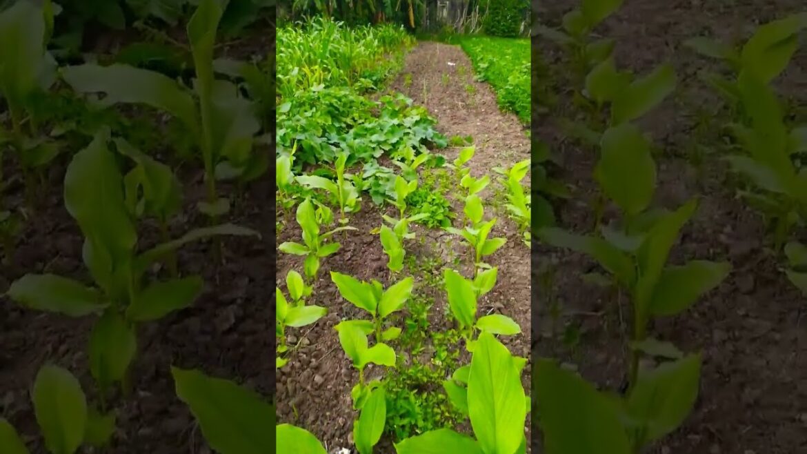 2023 my first vlog🔥🔥 🌱🌿🍀 latest vlog of village🚜🐄🌾 #vlog #viral #trending 1m view complete👌💯