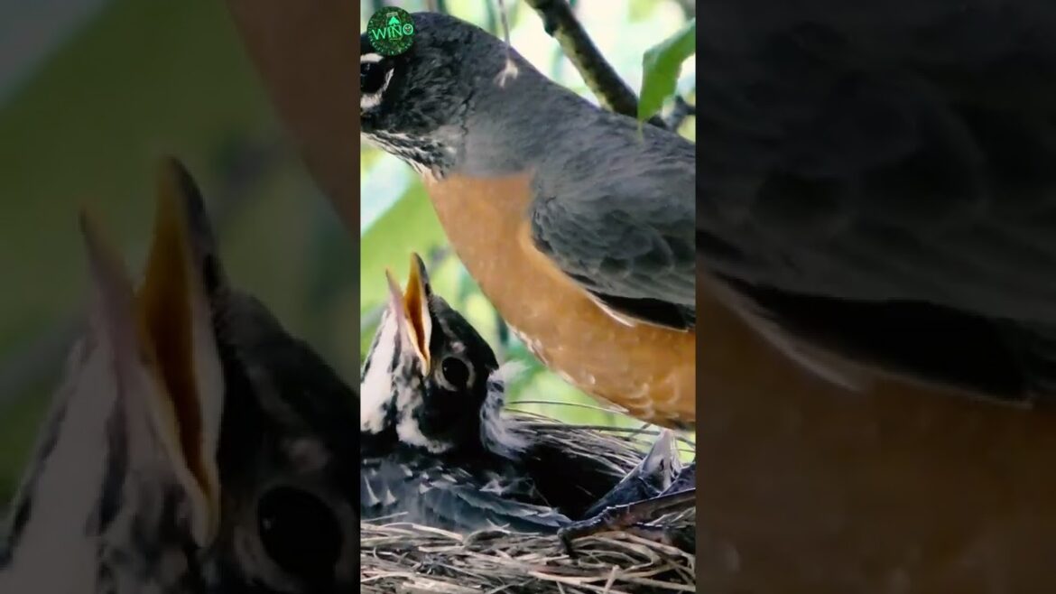 Wildlife Photography Tip : Don't be too close to Birds or Animals unless they Allow | Bird Feeding