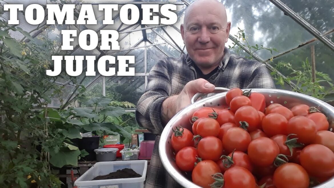 Collecting Tomatoes For Juice [Gardening Allotment UK] [Grow Vegetables At Home ]