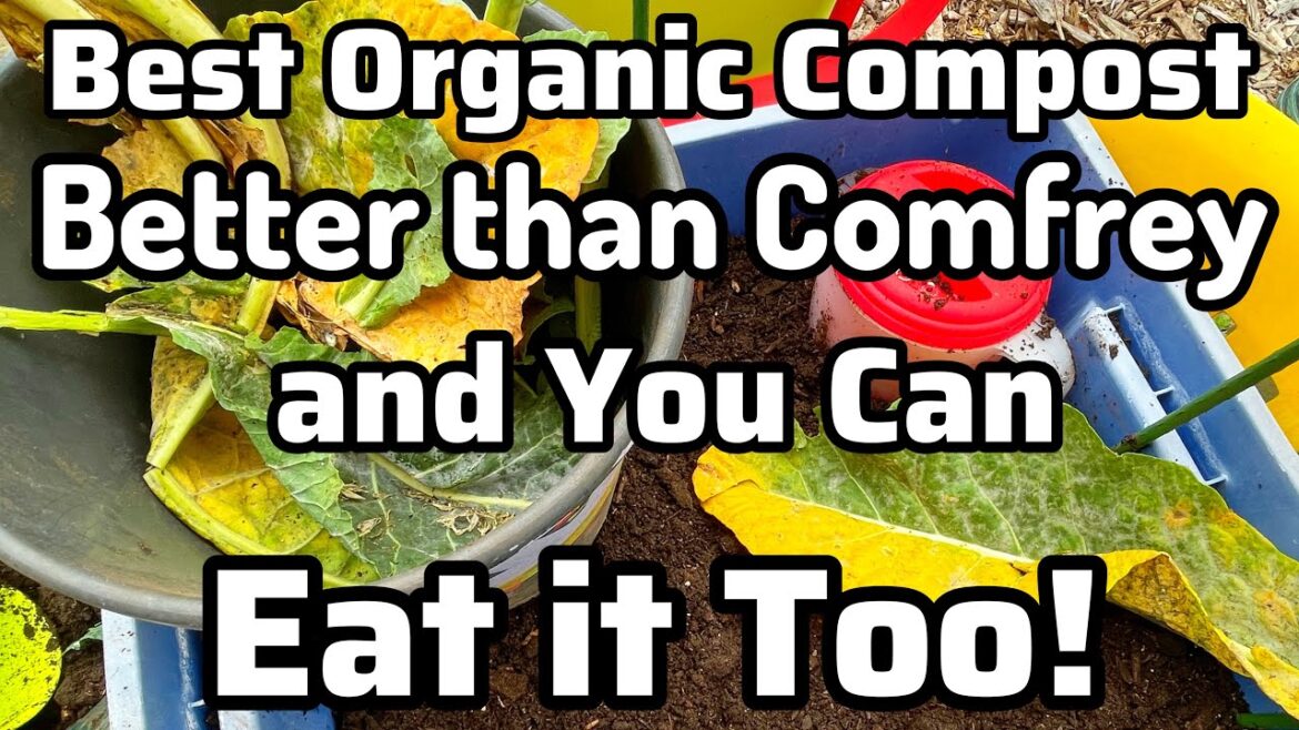 Comfrey vs COLLARD / Fertilizer & Compost for Tomatoes Cucumbers Zucchini Squash Container Gardening
