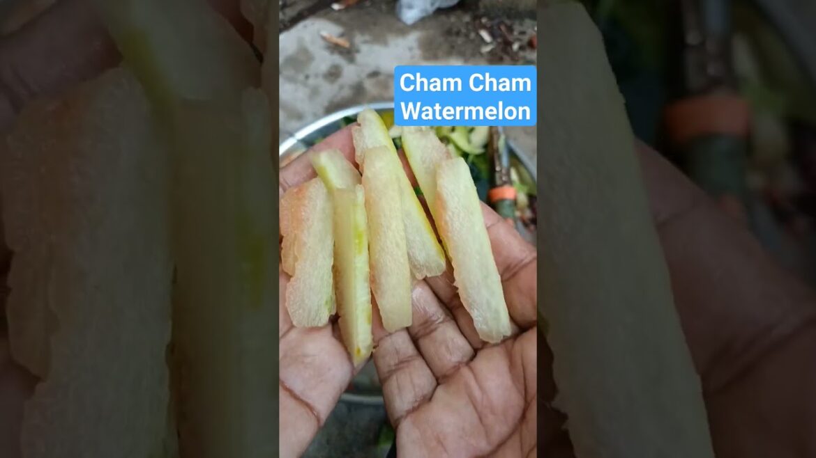 Cham Cham Watermelon | 🍉 😋 | Extraction of Creamy White Rind of Watermelon | #shorts #viral