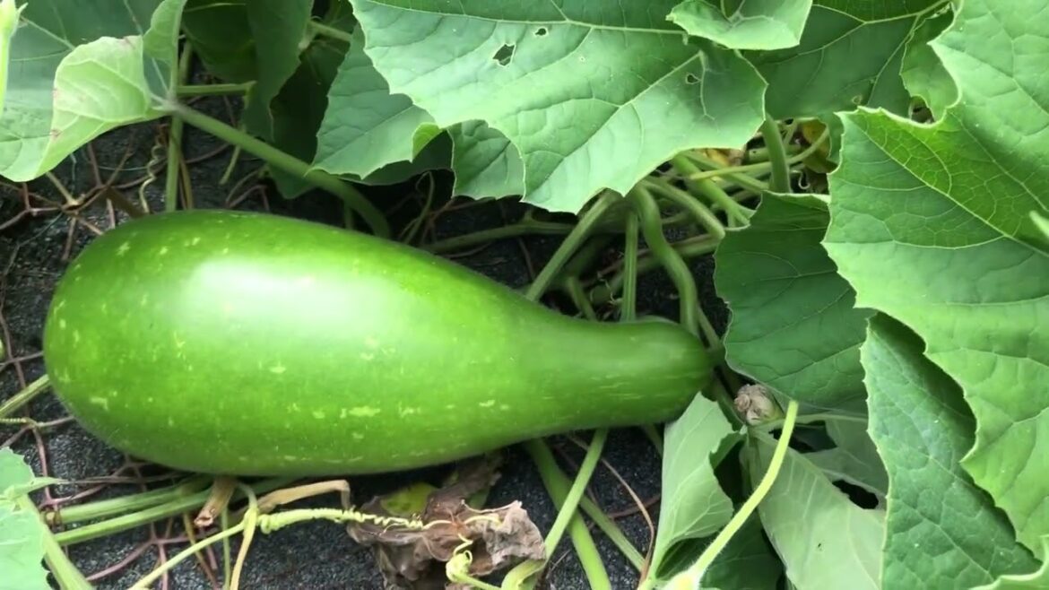 Bangladeshi vegetable varieties Lau, Kodu, Denga, Uri, Misty Kodu London vegetable gardening Bangladeshi vegetable varieties Lau, Kodu, Denga, Uri, Misty Kodu London vegetable gardening