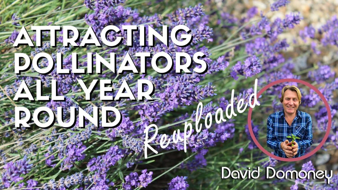 How to attract pollinators to your garden all year round – reuploaded How to attract pollinators to your garden all year round - reuploaded