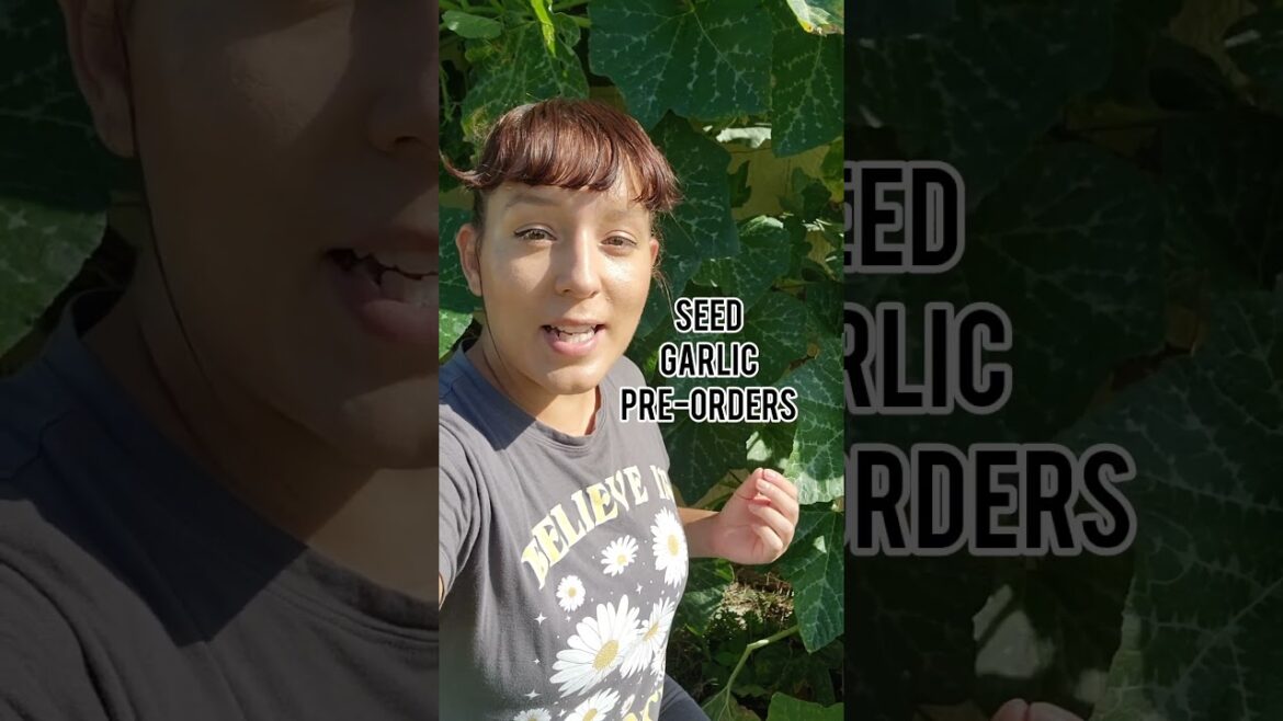 Don’t Miss Out on Garlic Planting Season: Pre-Order Seed Garlic Today! #garlic #vegetablegarden Don't Miss Out on Garlic Planting Season: Pre-Order Seed Garlic Today! #garlic #vegetablegarden