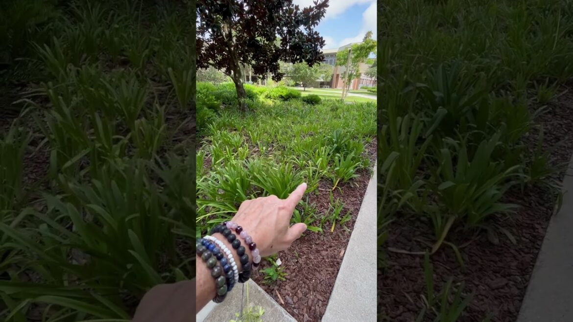 How To Create A Stunning Landscape Design With Mass Planting How To Create A Stunning Landscape Design With Mass Planting