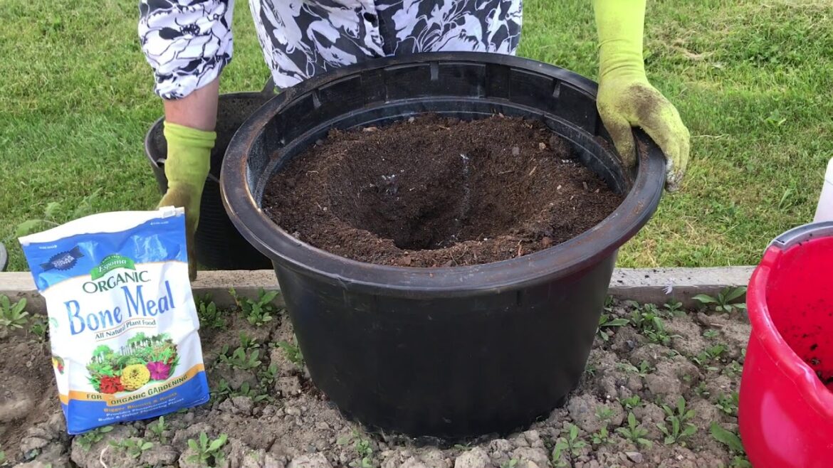 Planting Tomatoes in Containers