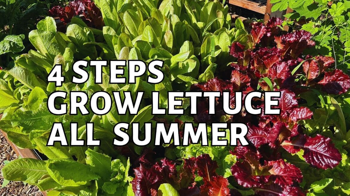 The secret of how to grow lettuce in the hot summer heat. 4 steps you need to know. zone 7