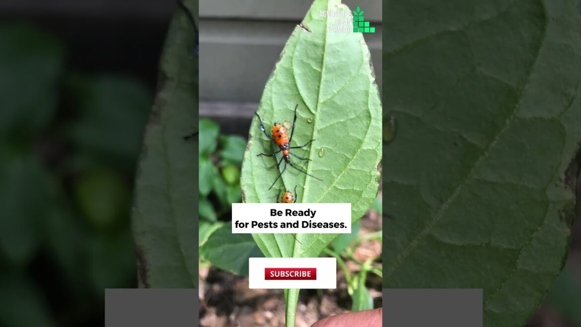 How To Start Your First Vegetable Garden Off Right || Vegetable Gardening for Beginners How To Start Your First Vegetable Garden Off Right || Vegetable Gardening for Beginners