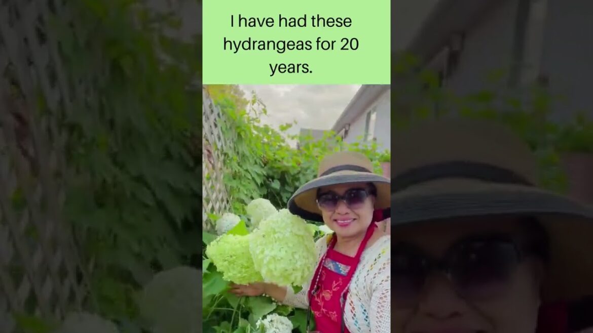 Gardening Tips: How to Save Money By Not Buying Flowers Every Year?#shorts