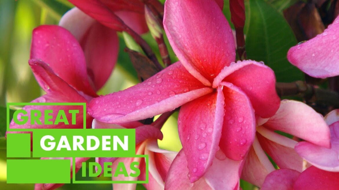 All about Frangipani | GARDEN | Great Home Ideas All about Frangipani | GARDEN | Great Home Ideas