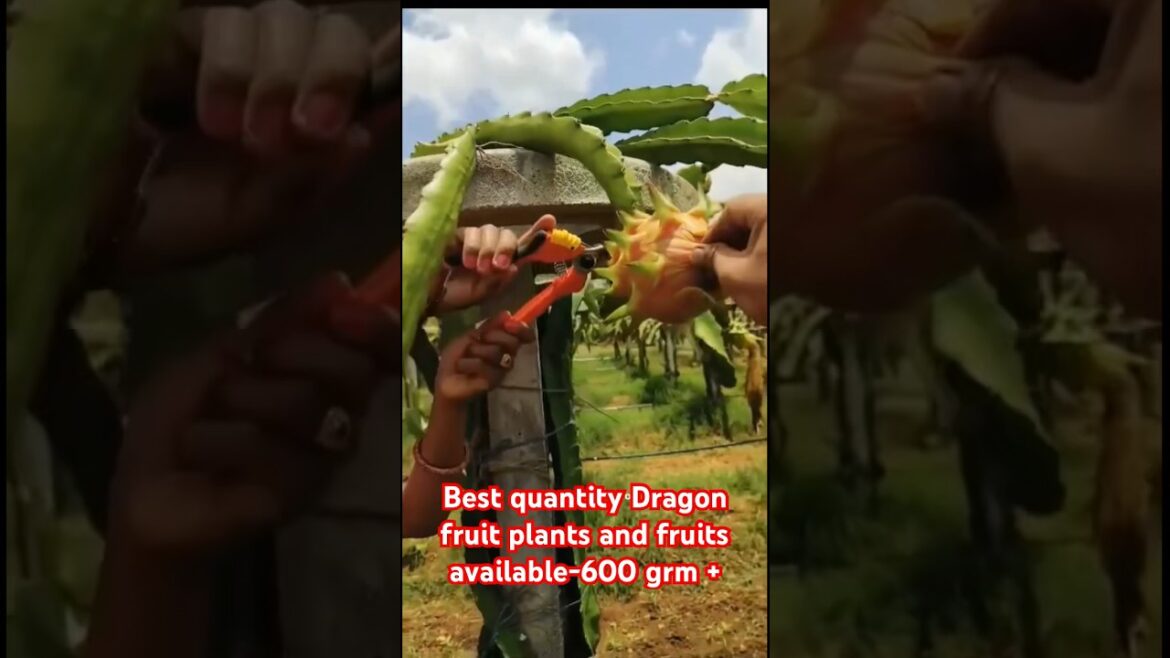 Best quality dragon fruits & Plans available-fruit size above 600 grams #shorts #short #dragonfruit