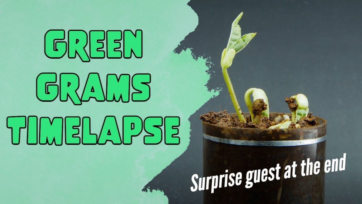 Green gram Time lapse | Seed to Plant Growth Time Lapse | Plant Timelapse | Indoor gardening tips Green gram Time lapse | Seed to Plant Growth Time Lapse | Plant Timelapse | Indoor gardening tips
