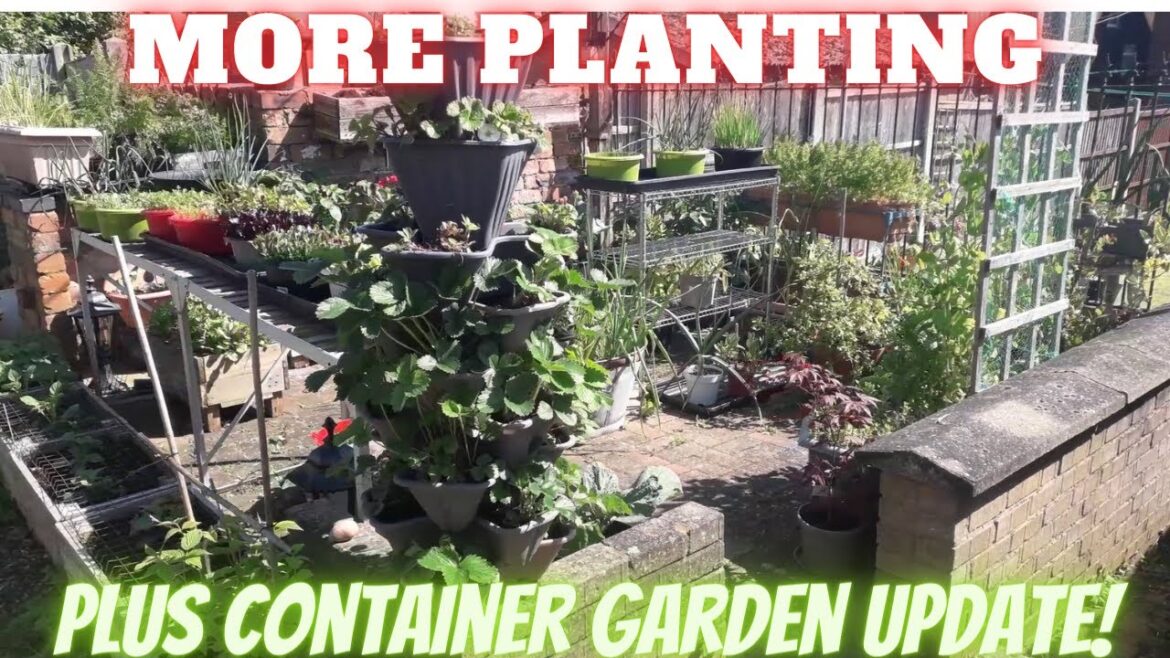 More Planting & Container Garden Update [Gardening Allotment UK] [Grow Vegetables At Home ]