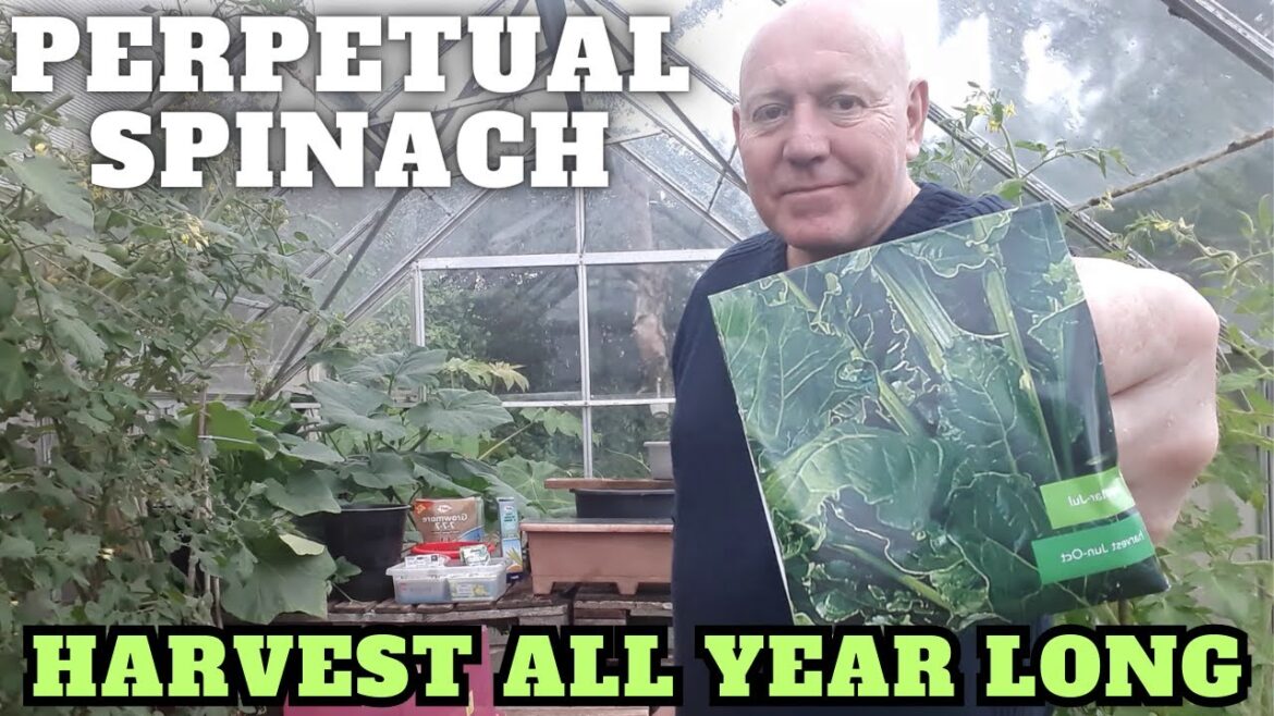 Grow Perpetual Spinach All Year Long [Gardening Allotment UK] [Grow Vegetables At Home ]