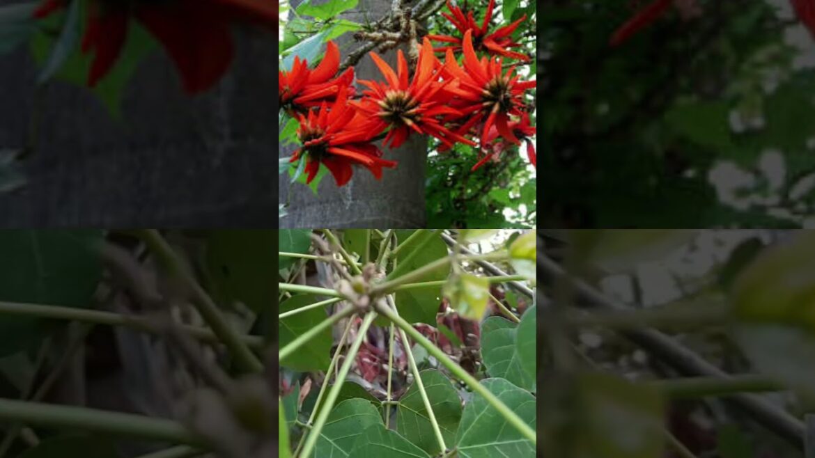 தினம் ஒரு மூலிகை|கல்யாண முருங்கை|மூலிகை 14 #kalyanamurungai #tips #garden #herbs #tamil #shorts