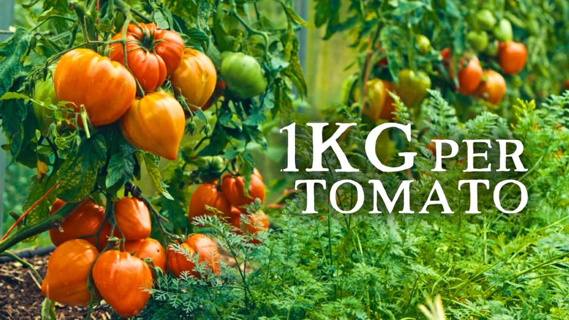 Huw Richards: Huge Tomatoes, Amazing Compost, & Fermentation | Huw’s Garden Diaries Huge Tomatoes, Amazing Compost, & Fermentation | Huw's Garden Diaries