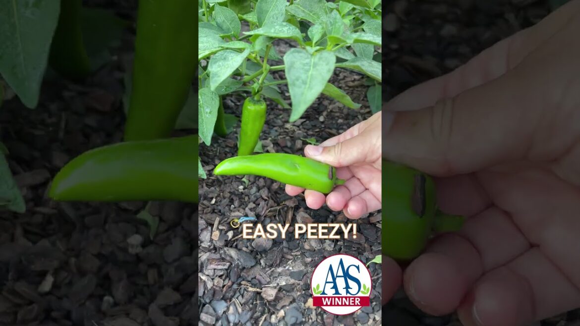 How to harvest your AAS Winner Pot-a-peno jalapeno peppers!