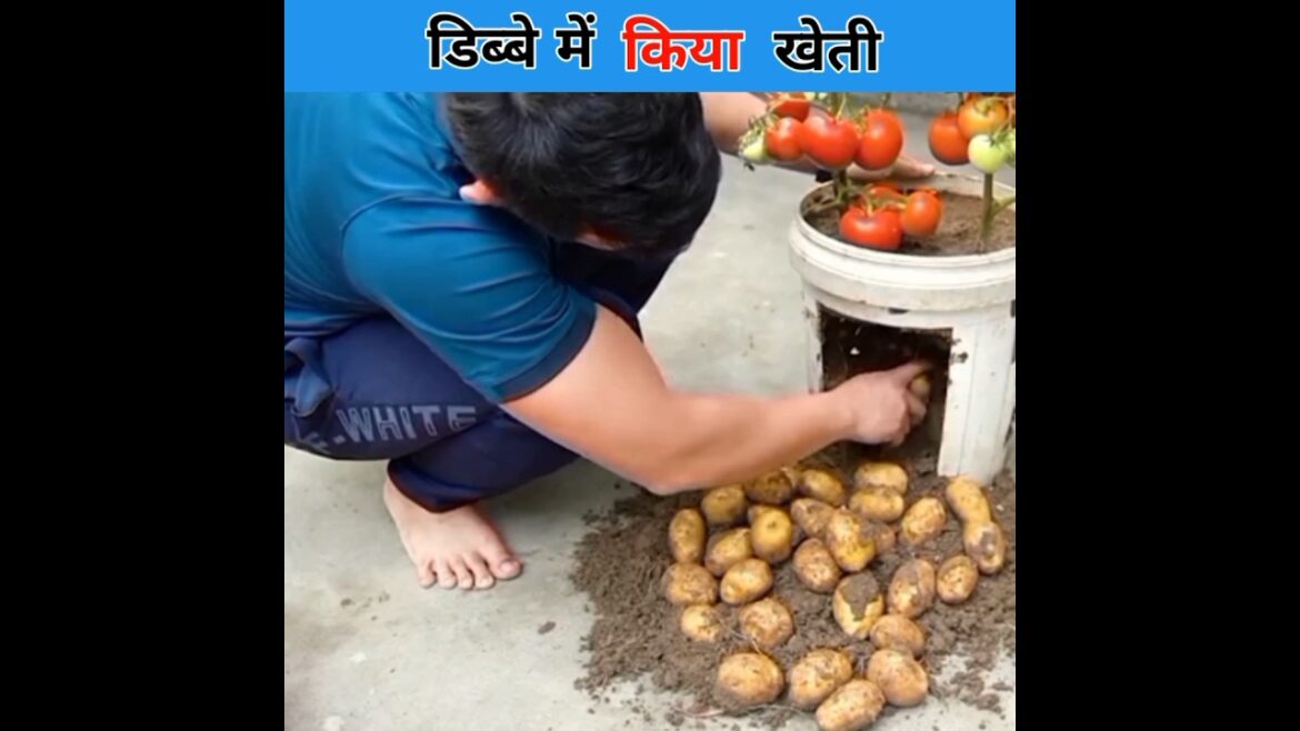 डिब्बे में किया खेती कमाल का देसी जुगाड़#viral #youtubeshorts #shorts #trending #shortsfeed #short डिब्बे में किया खेती कमाल का देसी जुगाड़#viral #youtubeshorts #shorts #trending #shortsfeed #short