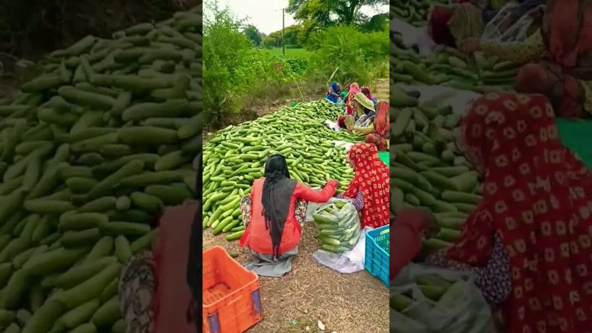 #shortvideo #urbanagriculture #farmingideas #farmerlife #vairal #vegetable #gardening #agriculture