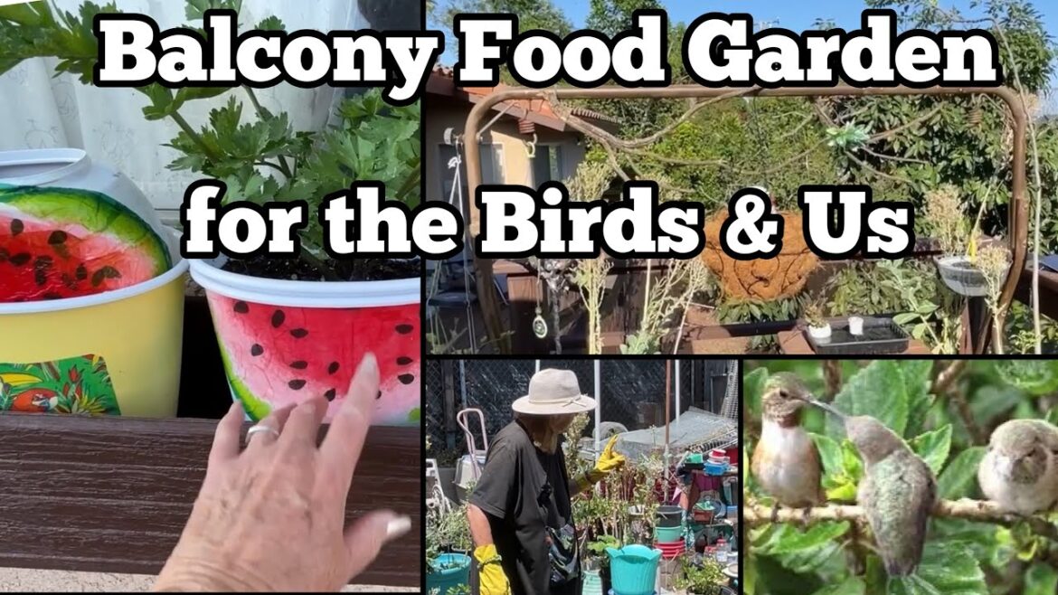 Nature Balcony Bird Deck Garden bring in Hummingbirds & Orioles TIPS Container Gardening & Recycling Nature Balcony Bird Deck Garden bring in Hummingbirds & Orioles TIPS Container Gardening & Recycling
