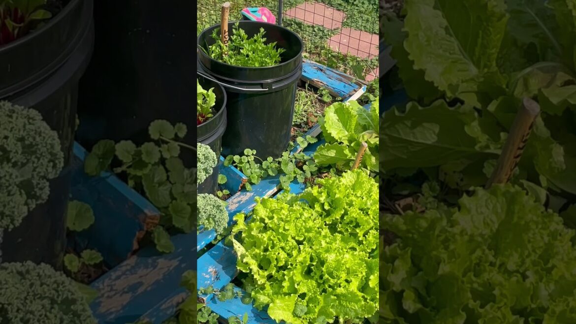 Backyard Garden Update Tour – A Flourishing Haven of Nature’s Delights #shorts Backyard Garden Update Tour - A Flourishing Haven of Nature's Delights #shorts