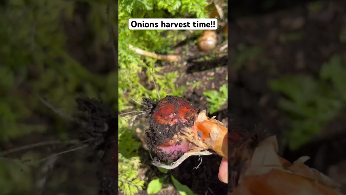 How to harvest onions?! 🧅🧅🤤 #onions #allotment garden How to harvest onions?! 🧅🧅🤤 #onions #allotment garden