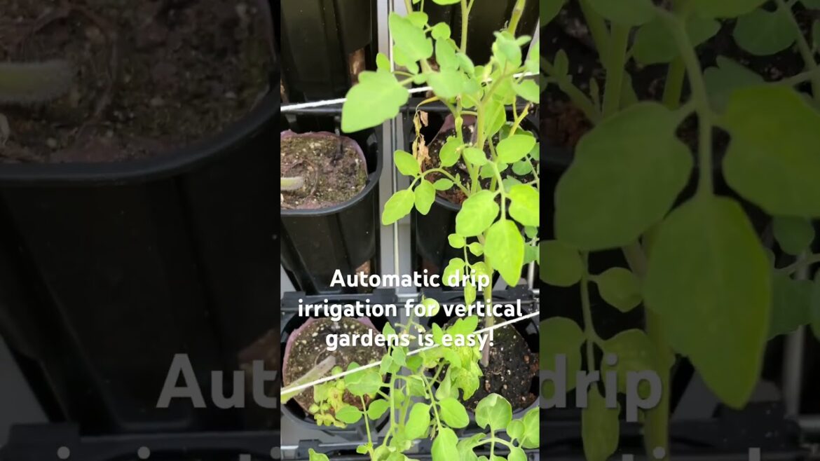 Easy drip irrigation for vertical gardens #gardening #verticalgarden #shorts Easy drip irrigation for vertical gardens #gardening #verticalgarden #shorts
