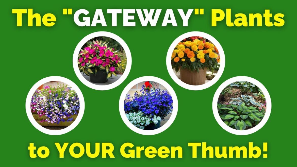 ANNUALS:  A HORTICULTURAL CONFIDENCE BUILDER