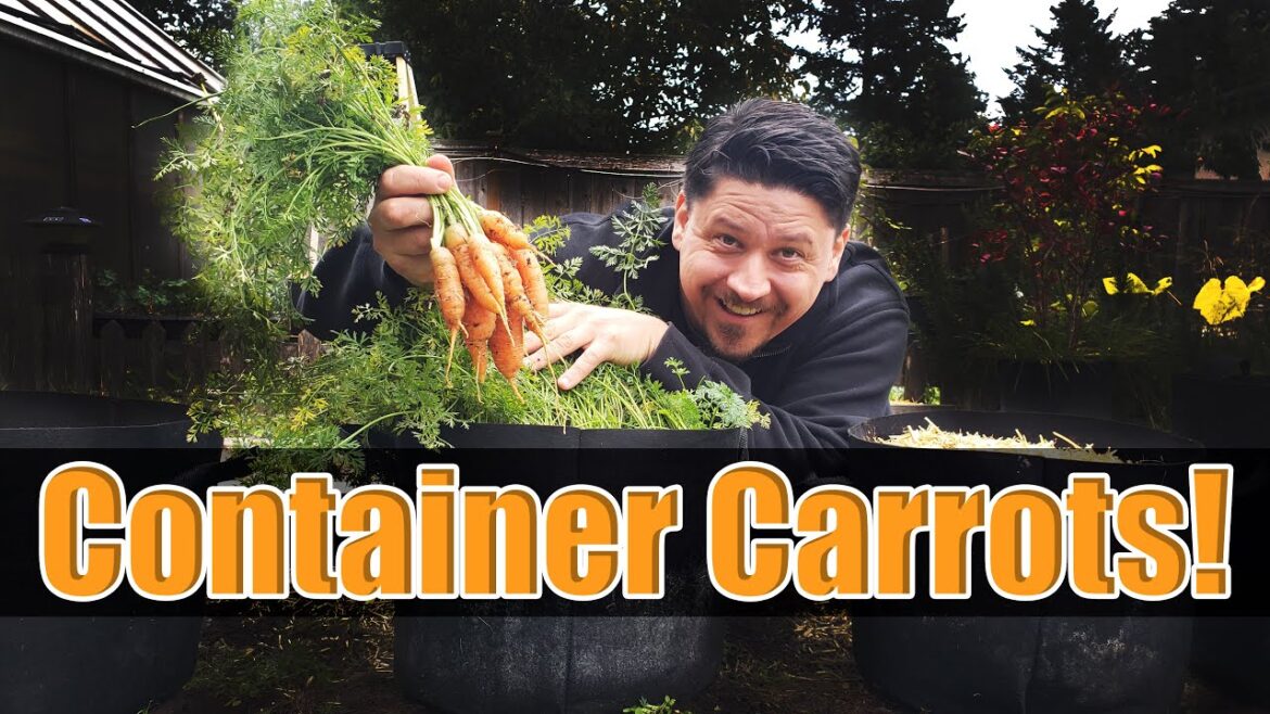 How To Grow Carrots In Containers – The Definitive Guide How To Grow Carrots In Containers - The Definitive Guide