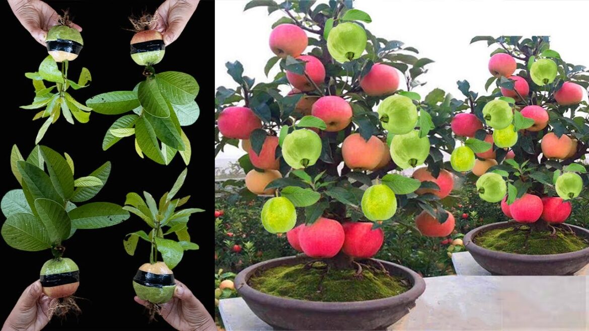 Great plants Apple with Guava: How to grow a combination of apples and Guava has a lot of fruits Great plants Apple with Guava: How to grow a combination of apples and Guava has a lot of fruits