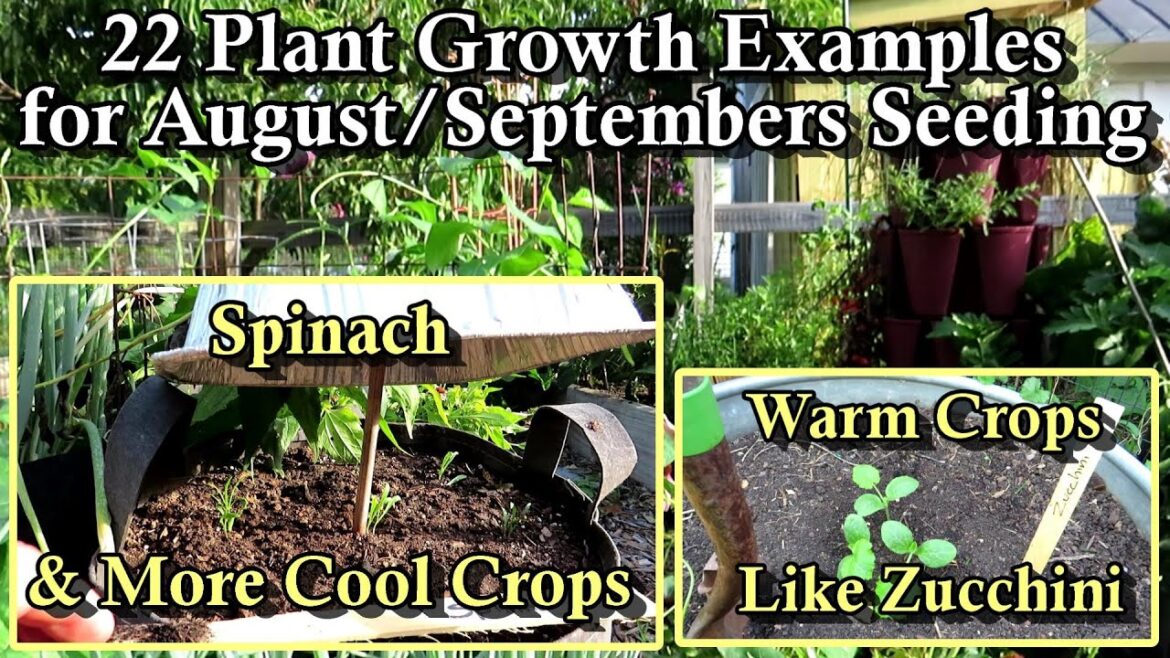 Gary Pilarchik: Fast Germination Examples of 22 Plants to Seed in August/September: 10 Days of Growth Follow Up! Fast Germination Examples of 22 Plants to Seed in August/September: 10 Days of Growth Follow Up!
