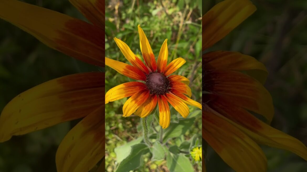 Backyard Garden Update Tour – A Flourishing Haven of Nature’s Delights #shorts Backyard Garden Update Tour - A Flourishing Haven of Nature's Delights #shorts