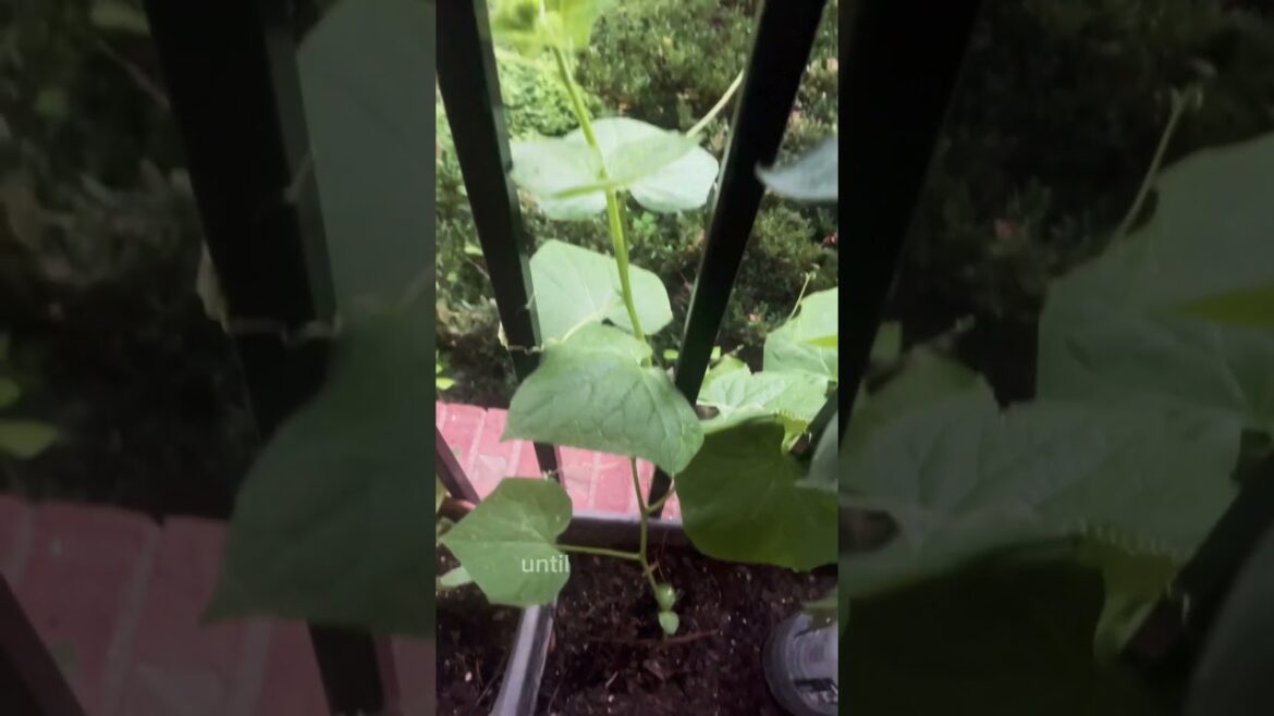 Day 30 of growing cucumbers