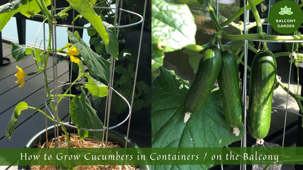 How to Grow Cucumbers in Containers / on the Balcony | From Seed to Harvest How to Grow Cucumbers in Containers / on the Balcony | From Seed to Harvest