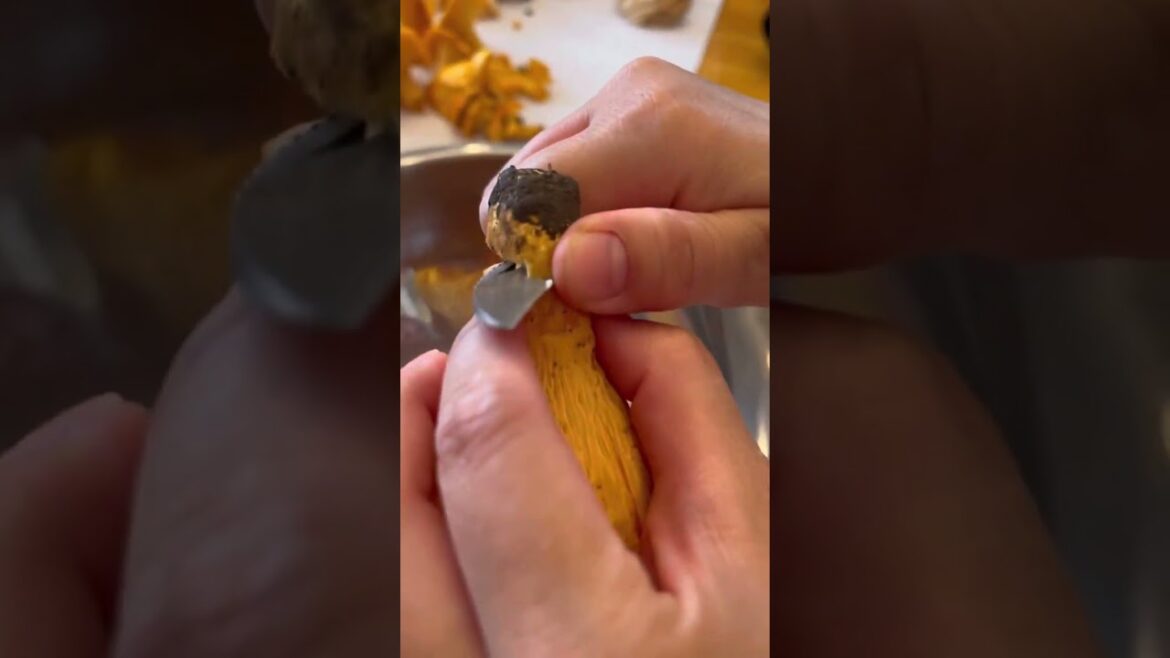 Found my first golden chanterelle mushrooms! #foraging Found my first golden chanterelle mushrooms! #foraging