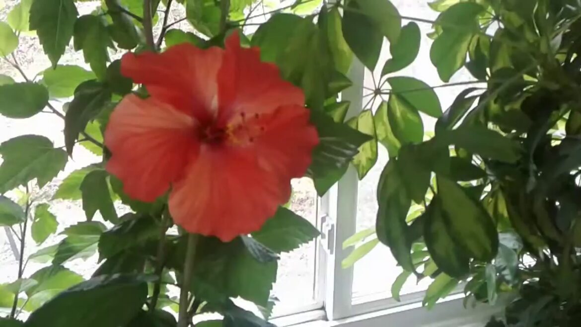 Tropical hibiscus over wintered