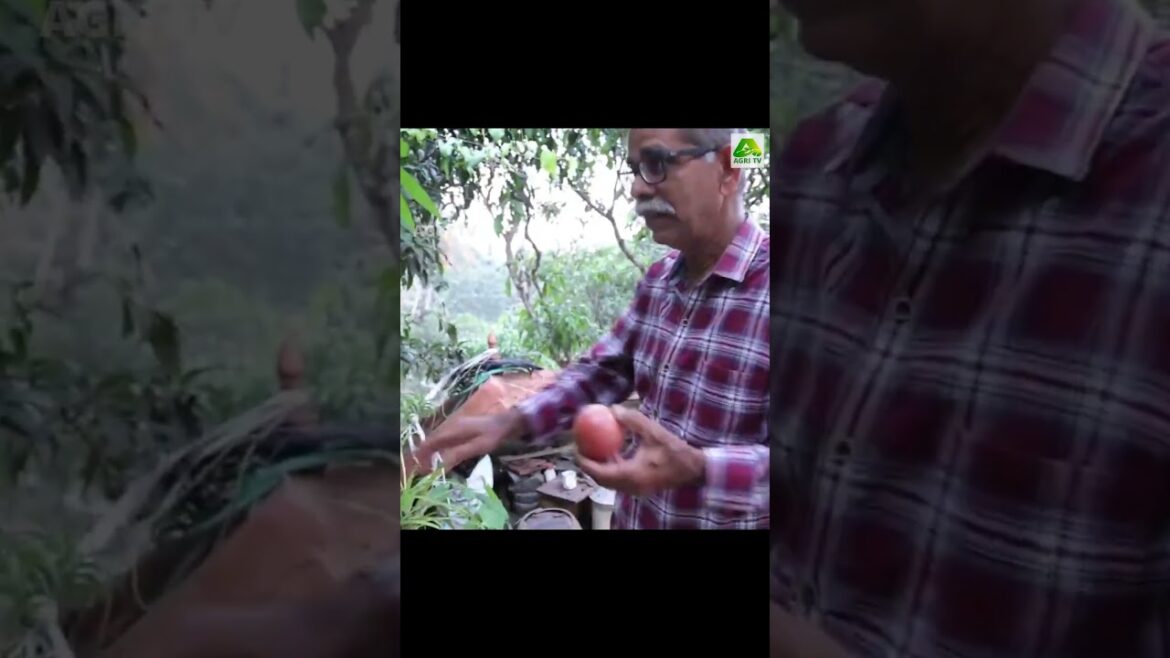 മട്ടുപ്പാവിൽ ഇത്രയും മരിച്ചീനി വെറൈറ്റികളോ..|Tapioca farming മട്ടുപ്പാവിൽ ഇത്രയും മരിച്ചീനി വെറൈറ്റികളോ..|Tapioca farming
