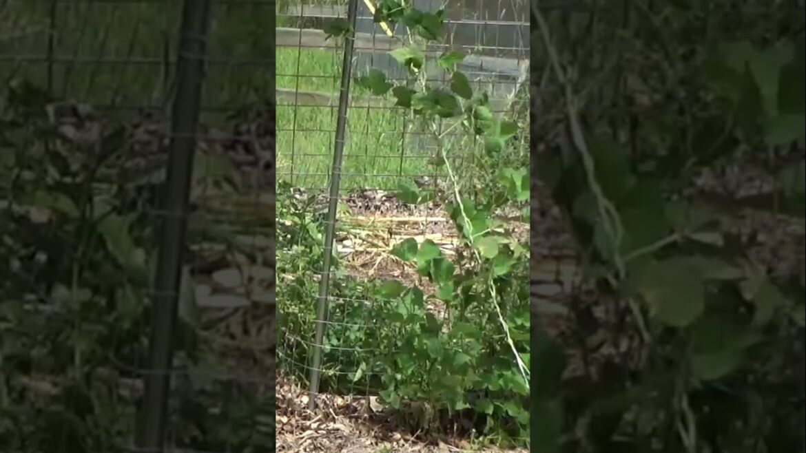 Garden chores #garden #mulch #gardentips #watermelon  #gardeningtips #gardening