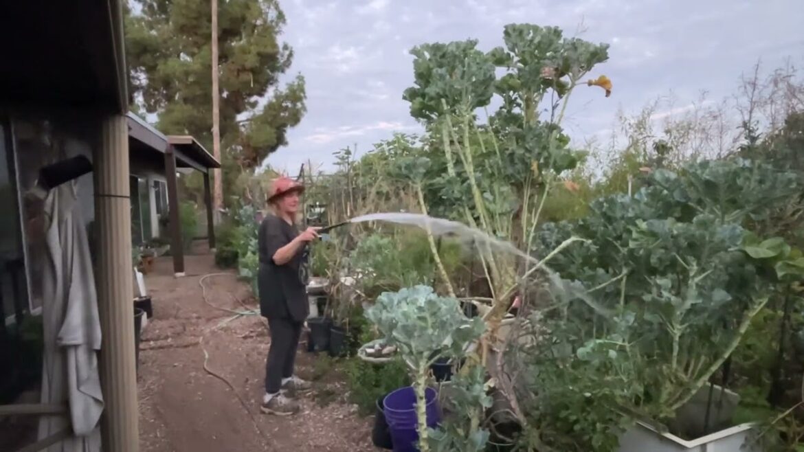 How to Water a Vegetable Garden in the Heat of Summer Growing Zucchini Tomatoes Container Gardening