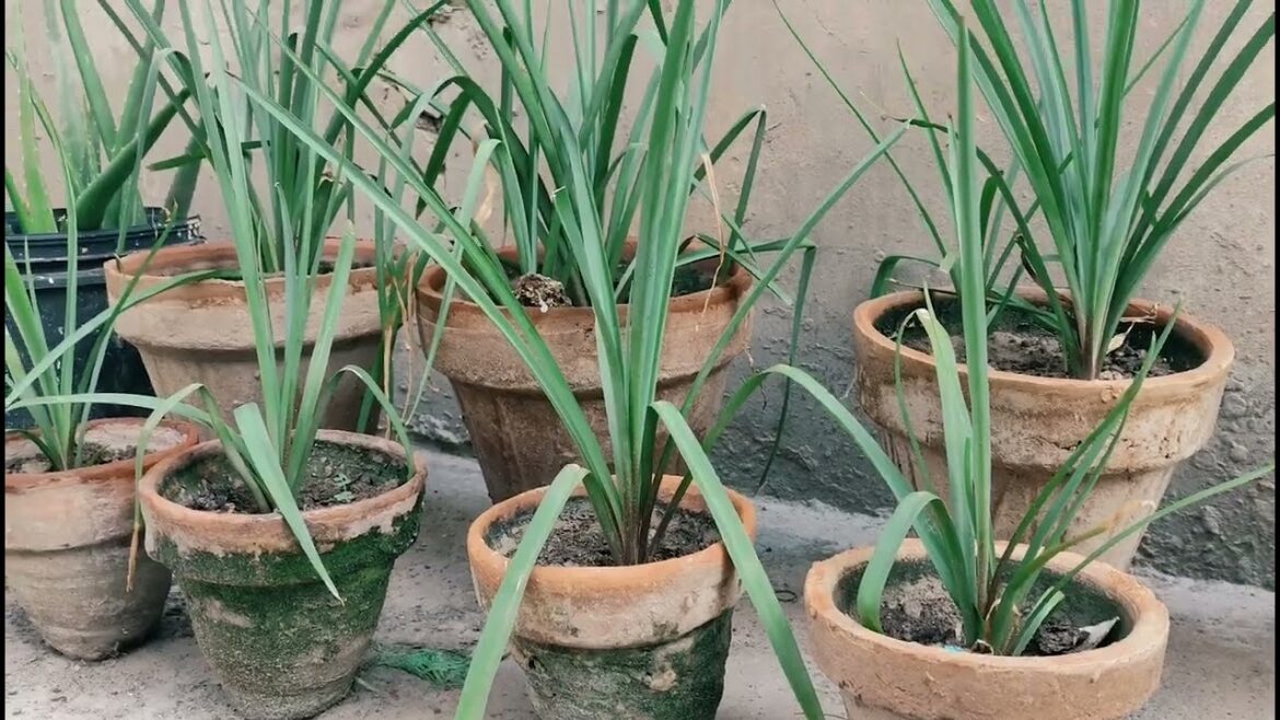 How to grow Tube rose at home ? Rooftop Garden Tips